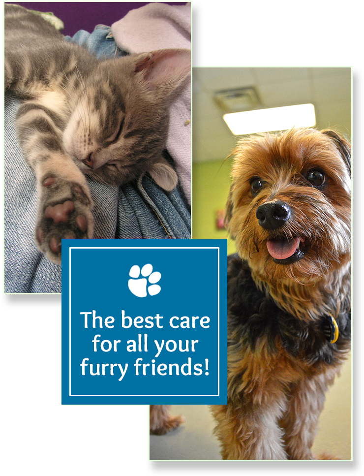 Welcome To Paws & Claws - Australian Terrier (754x978), Png Download