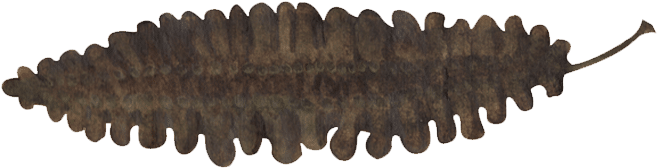 Sea Belt - Kombu (705x305), Png Download