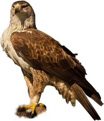 Bonelli's Eagle - Golden Eagle (400x400), Png Download