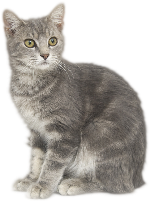 Cat Formulas - Cat (500x662), Png Download