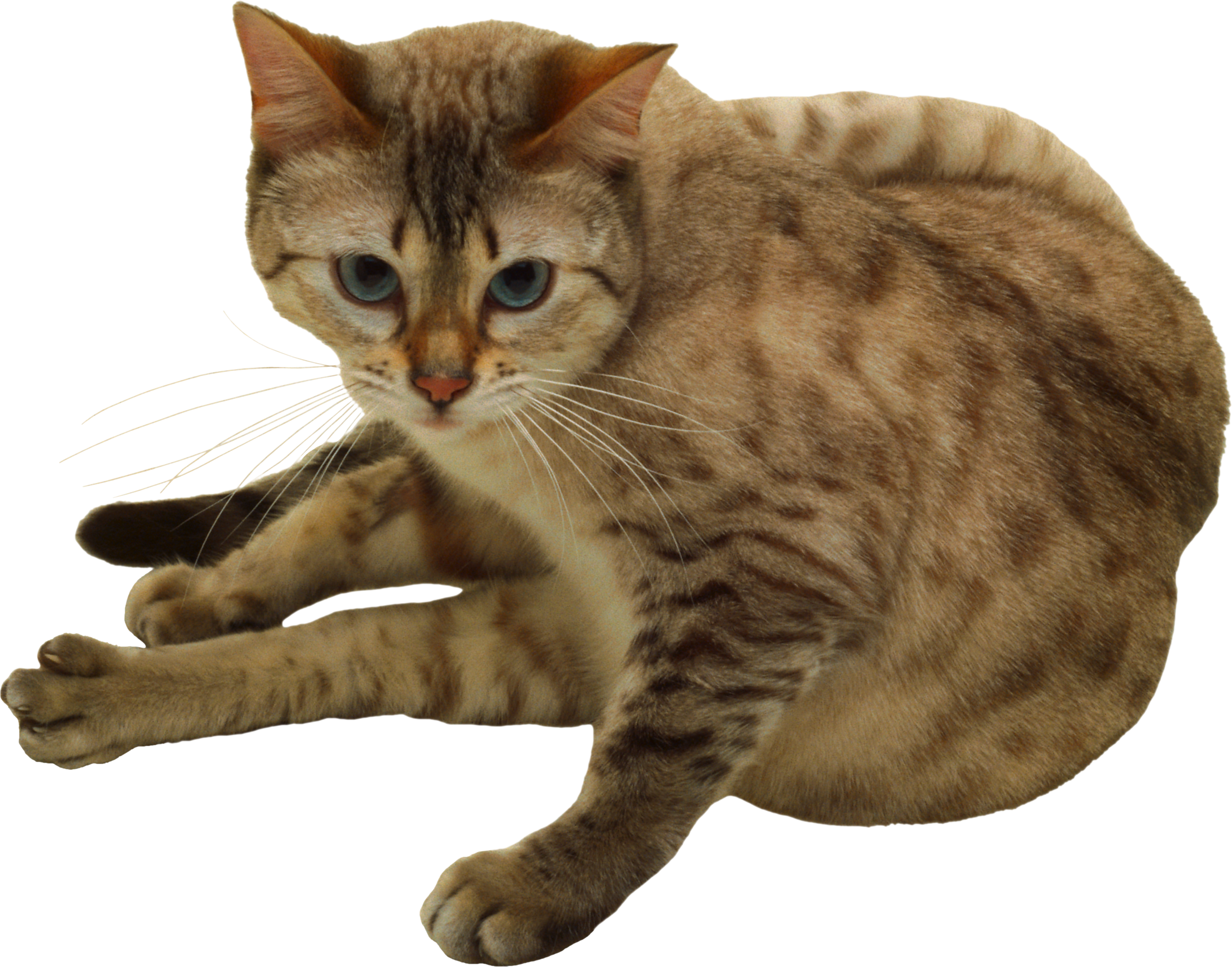 Cat Png - Cat (2415x1896), Png Download