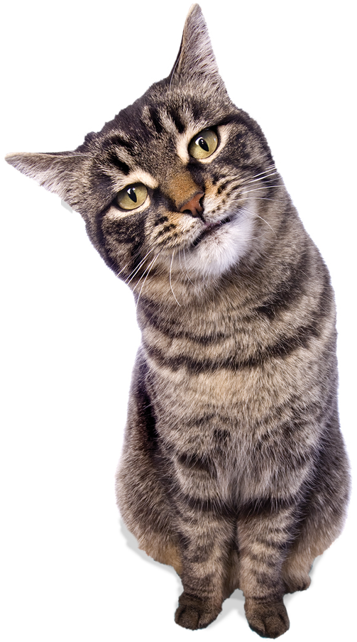 Food As Litter - Dragon Li (503x904), Png Download