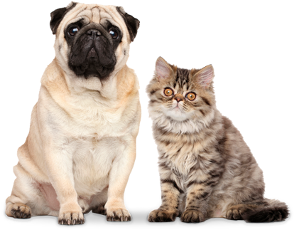 A Pug Dog And A Tabby Cat - National Geographic Magazine Inside Animal Minds (425x423), Png Download