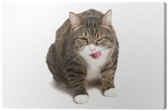 Cat (400x400), Png Download