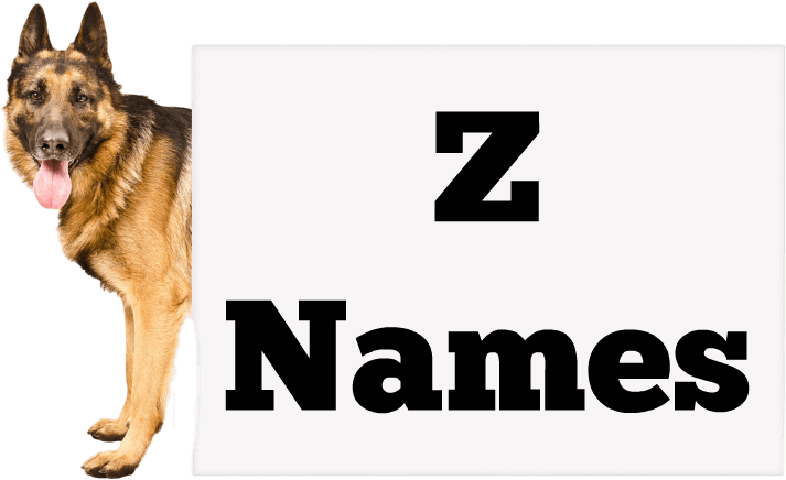 Girl Names - Dogs Named Dean (800x454), Png Download
