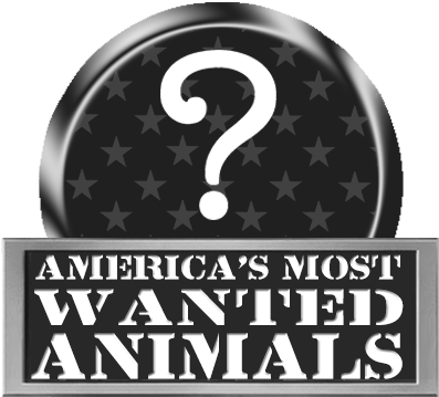 Rp Americas Most Wanted Animals - Number (400x400), Png Download