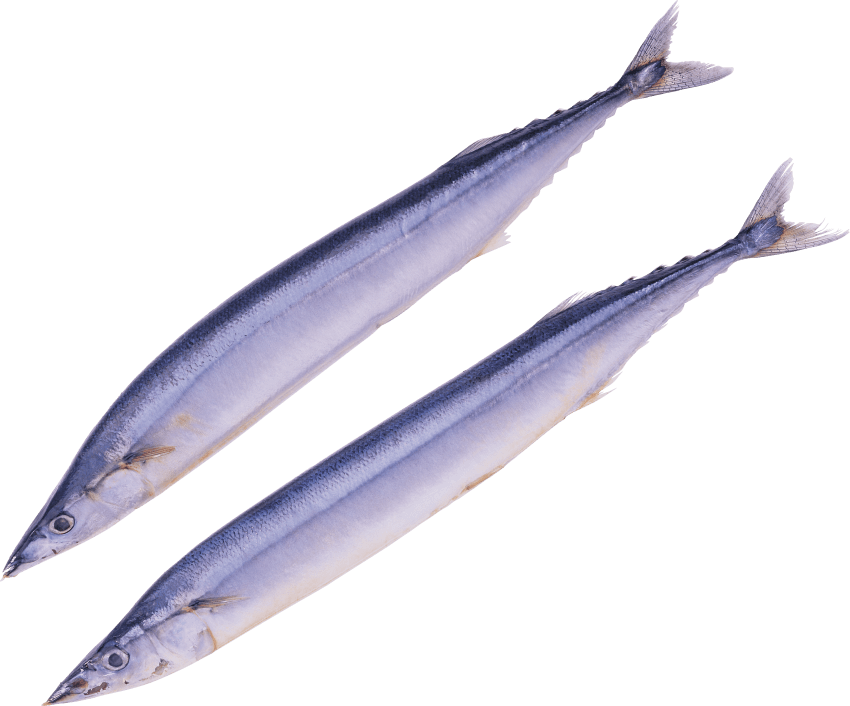Free Png Fish Png Images Transparent - Importacion De América Del Norte (850x706), Png Download