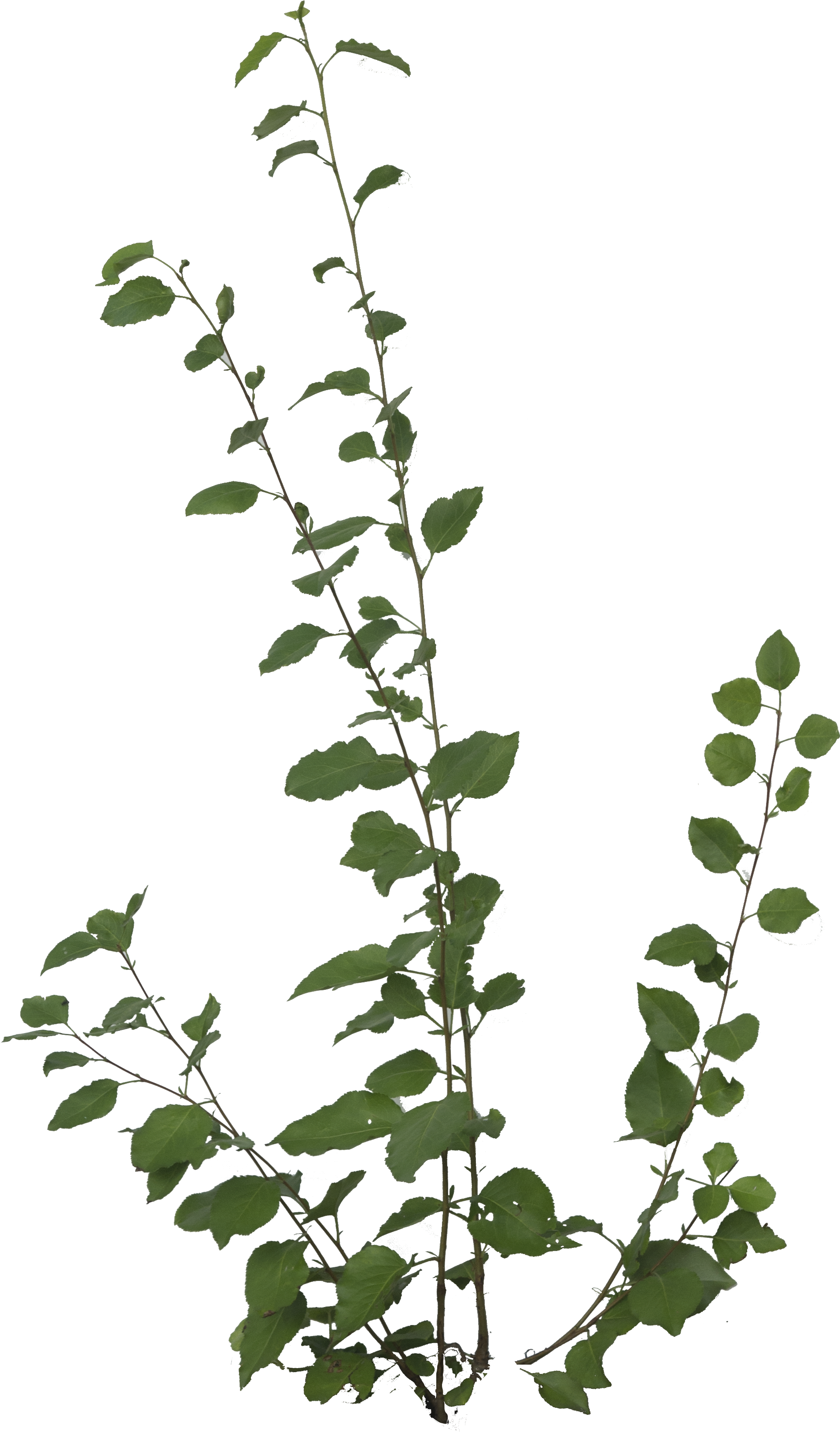 Free Icons Png - Plants Png (1916x3276), Png Download