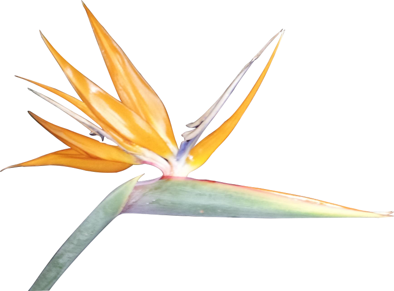 Clipart Resolution 800*591 - Paradise Flowers Transparent (800x591), Png Download