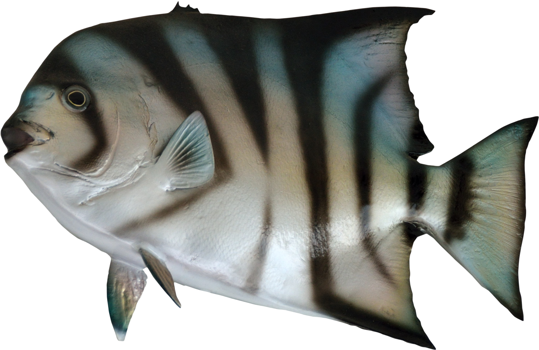 Ocean Fish Png Clipart Black And White Download - Aquarium Fish Png (1900x1385), Png Download