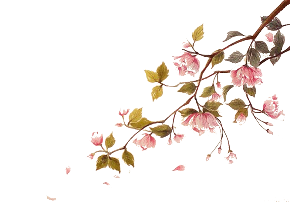 Blossom Watercolor Painting Ci - Cherry Blossom Watercolor Png (999x666), Png Download