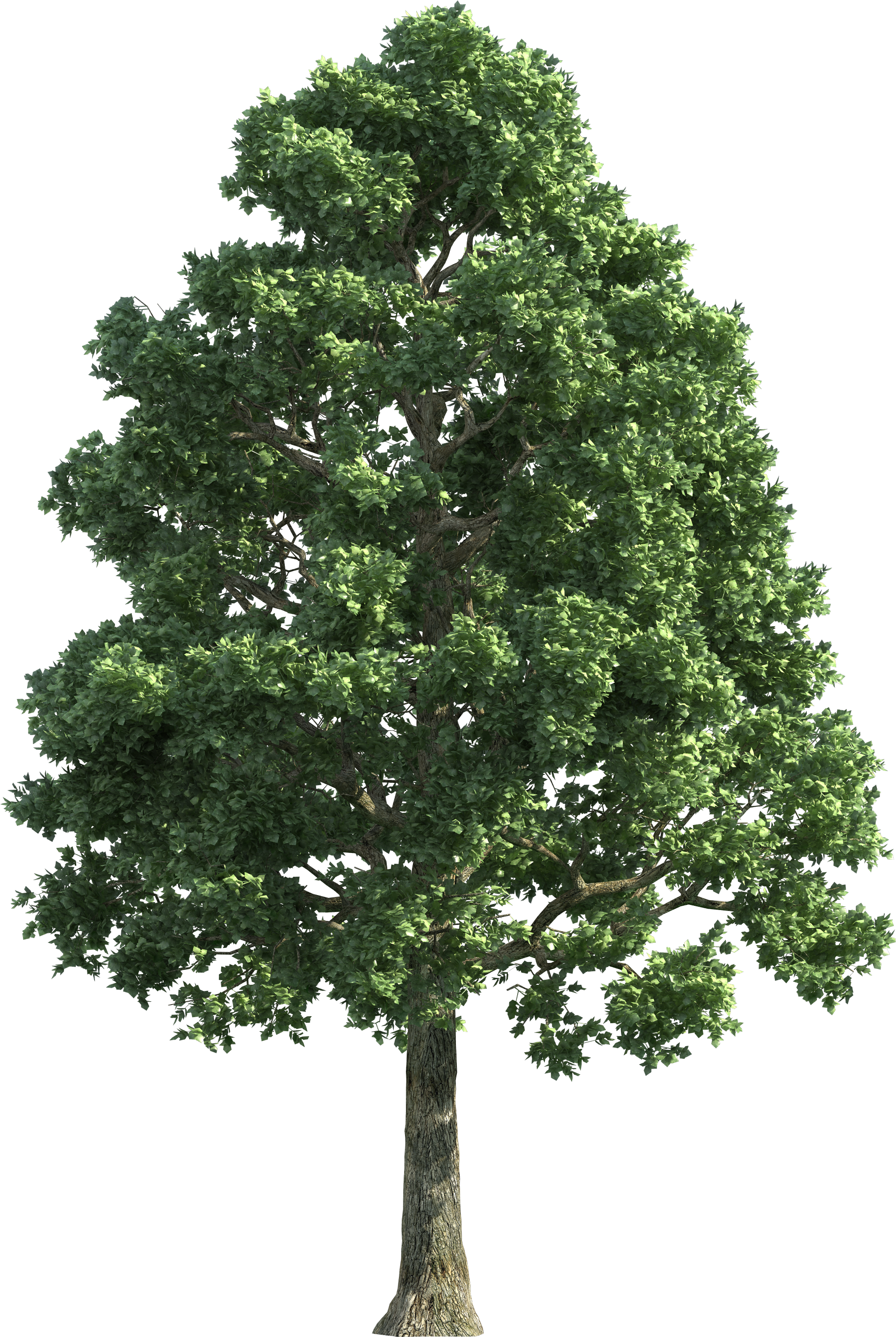 Green Realistic Tree Clip - Oak Tree Png (2040x2905), Png Download