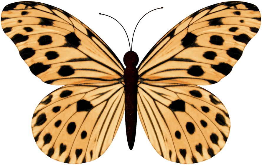 Butterfly Drawing Watercolor - Mother's Day Butterfly,thank You Mother Card (889x561), Png Download