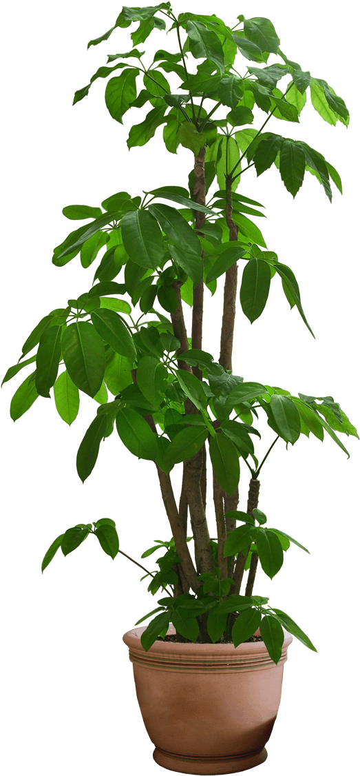 10 Free Plants & Flowers Png Images- At Dzzyn - Decoration Shop Wall Floating U Shelf Set (560x1160), Png Download