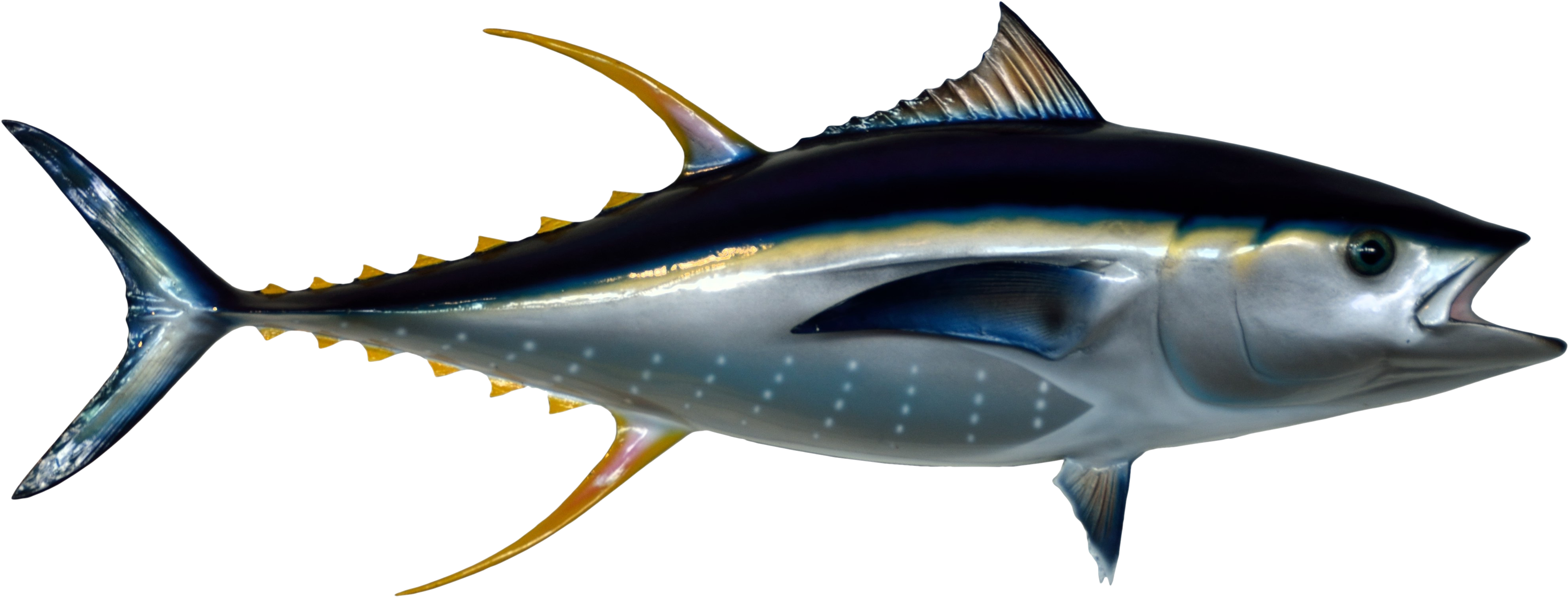 Tuna Png (3500x2057), Png Download