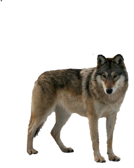 Wolf Png - My Best Friend And Alpha Mate (900x600), Png Download