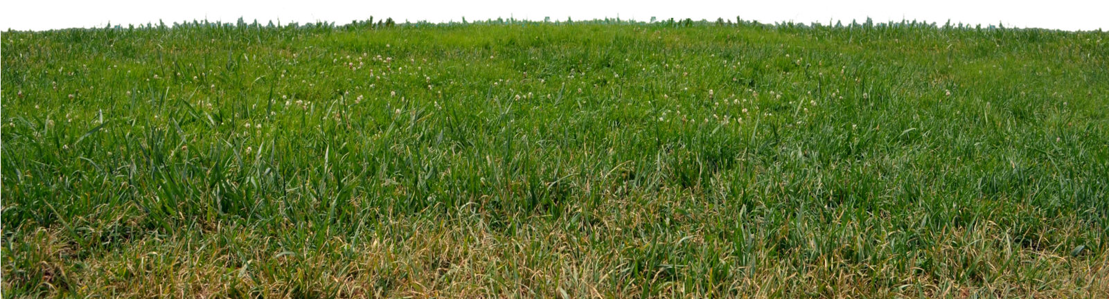 Grass Png Images Free Download - Grass Transparent Png Free (1600x1060), Png Download