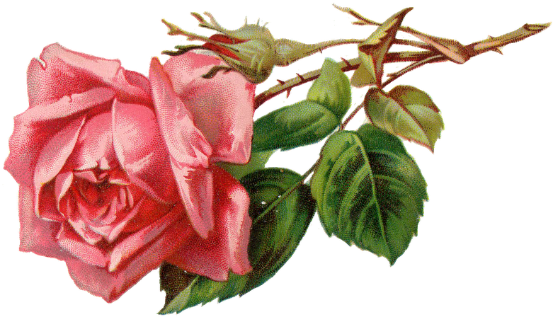 Vintage Pink Rose Png Free Image - Vintage Pink Rose (800x471), Png Download