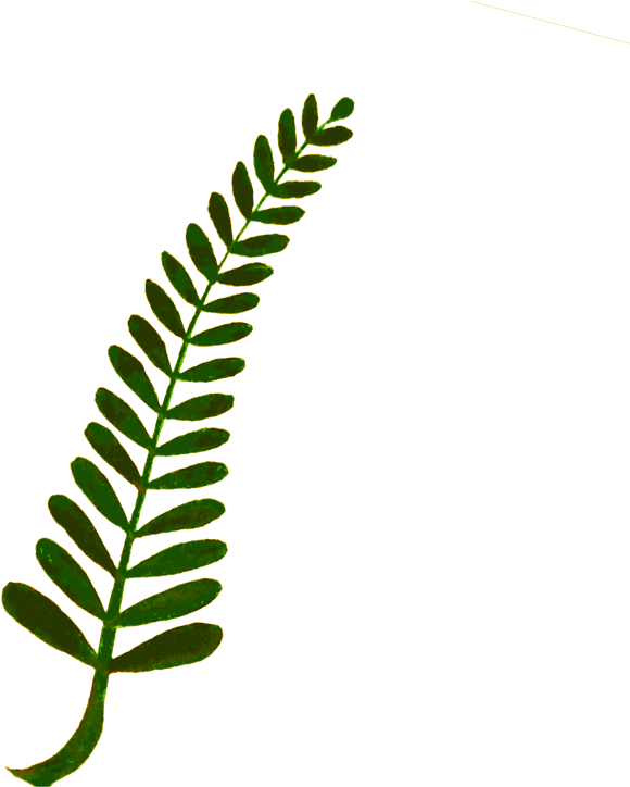 Fern Computer Icons Plant Stem Watercolor Painting - Fern Clip Art (750x750), Png Download