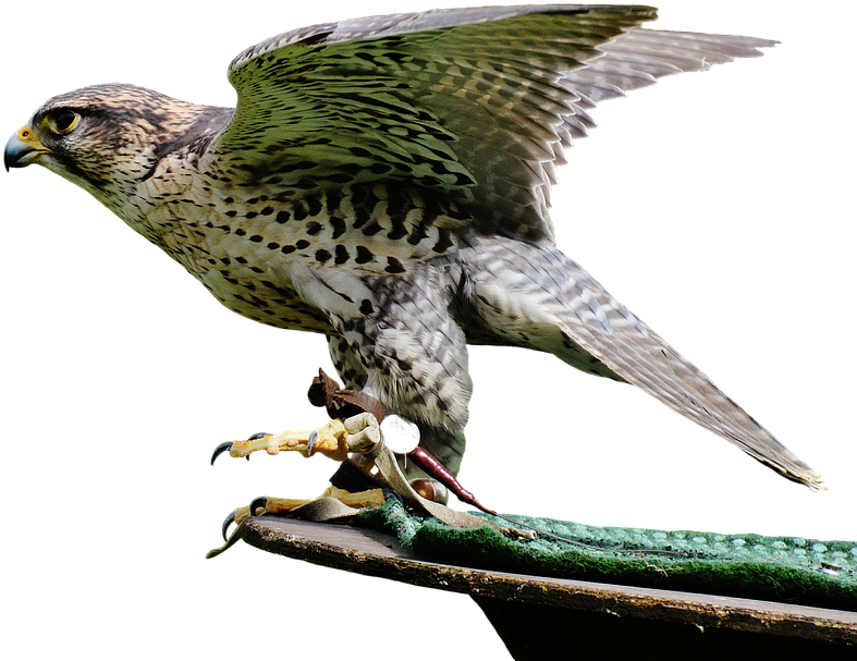 Download Free Falcon Birds Png Transparent Images Transparent - Falcon (858x720), Png Download