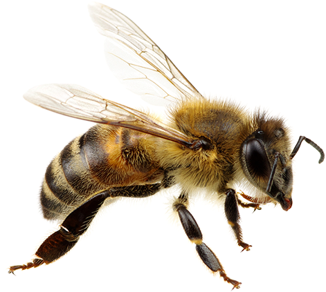 Download Flying Bee Png - Flying Honey Bee Png - HD  