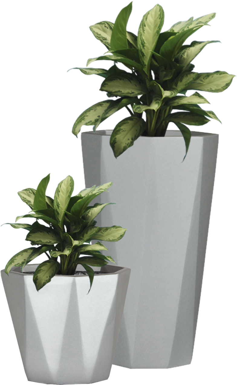 Free Icons Png - Potted Plants Png (813x1307), Png Download