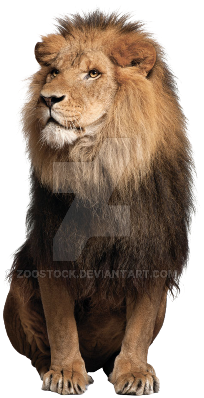 Sitting Lion Png Free Download - Lion Png Images Hd (900x862), Png Download