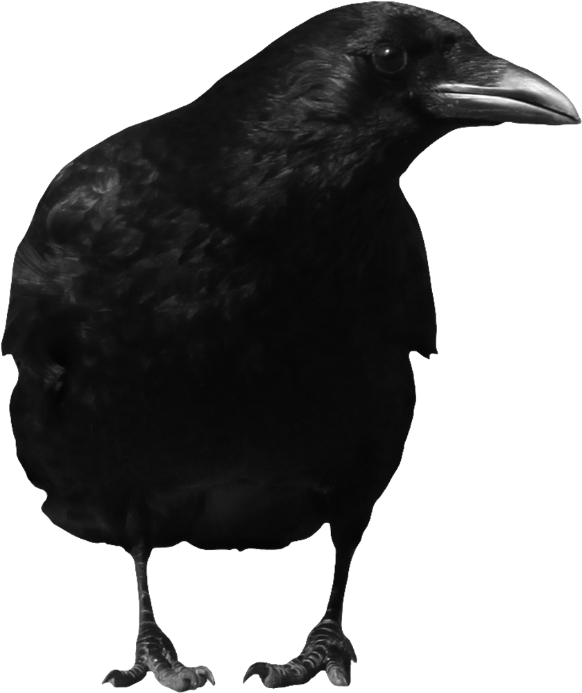 The Crow Png Clip Art Black And White Library - Crow Png (900x1200), Png Download