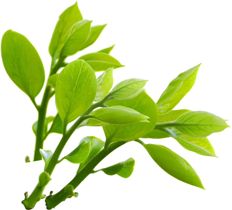 Nature Png Transparent Image - Nature Png (800x725), Png Download