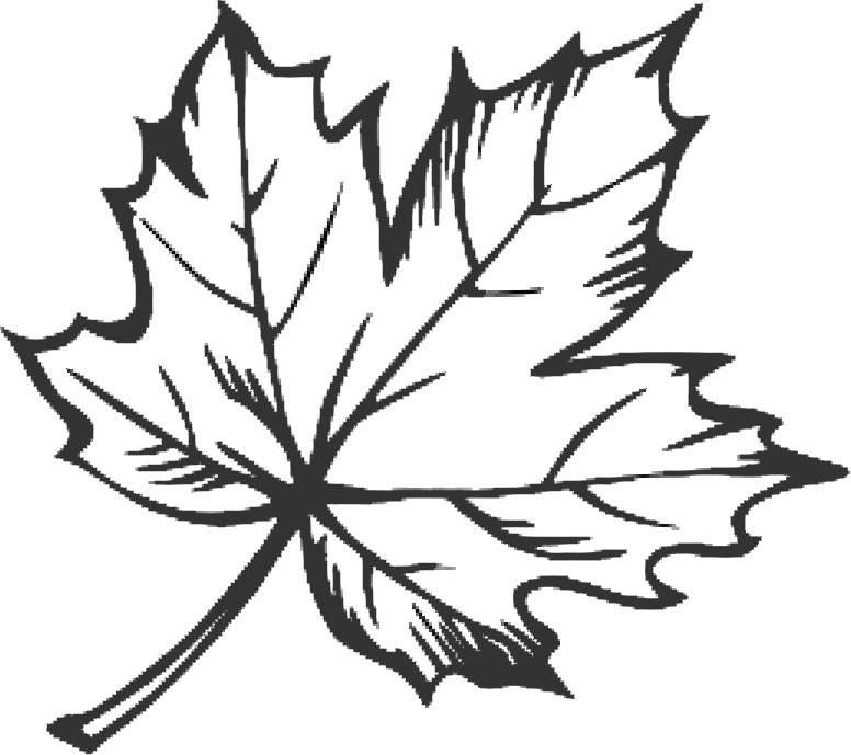 Clipart Free Maple Leaf Google Search Doodles Pinterest - Maple Leaf Tattoo Outline (776x689), Png Download