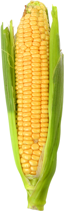 Corn Png (500x916), Png Download