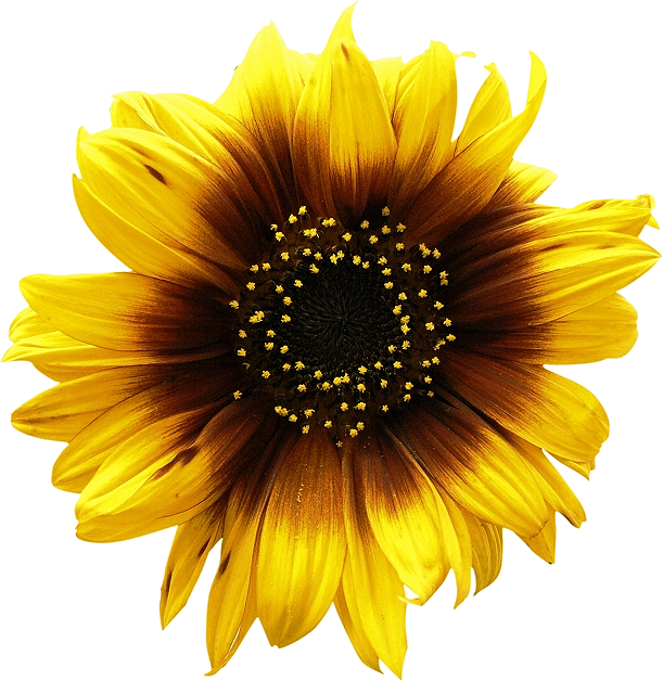 Sunflowers Png (611x629), Png Download