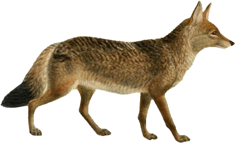Dogs, Jackals, Wolves, And Foxes - Jackal Png (489x310), Png Download