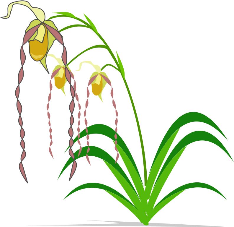 Free - Watercolor - Spectacular Orchids: The Basics Of Growing Your Own (800x800), Png Download
