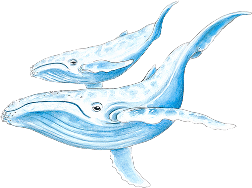 Whale Family Shower Curtain (504x504), Png Download