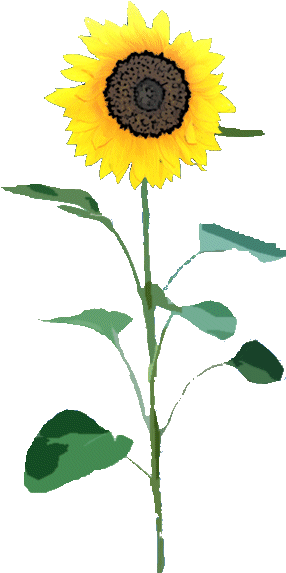 Sunflower Png - Sunflower Png File (297x600), Png Download