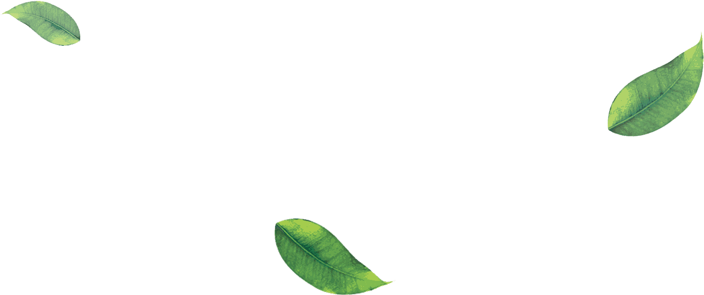 Green Tea Leaves Png Clip Art Royalty Free Library - Tea (1699x906), Png Download