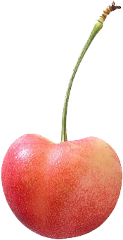 A Very Attractive, Exceptionally Large, Yellow Cherry - Rainier Cherry Png (375x375), Png Download