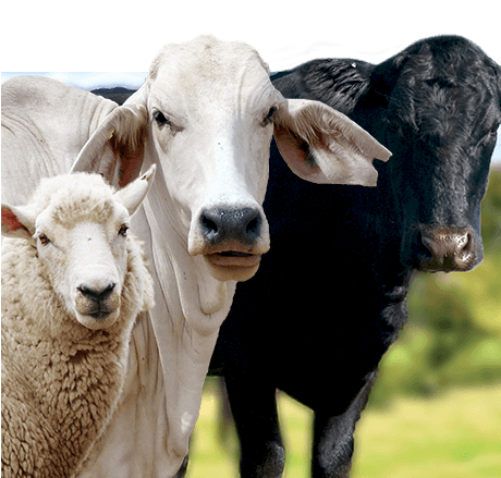Organic - Cow And Sheep Png (459x468), Png Download