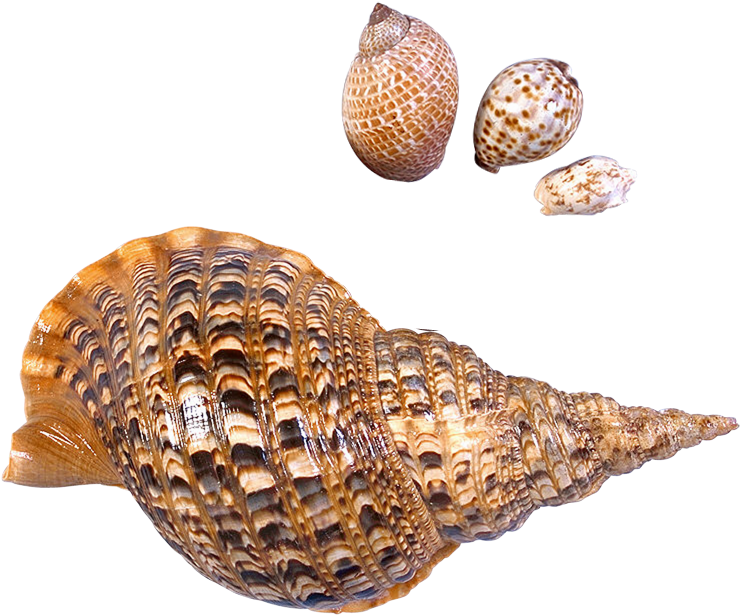 Flamingo Clipart Sea Shell - Sea Snail Png (600x492), Png Download