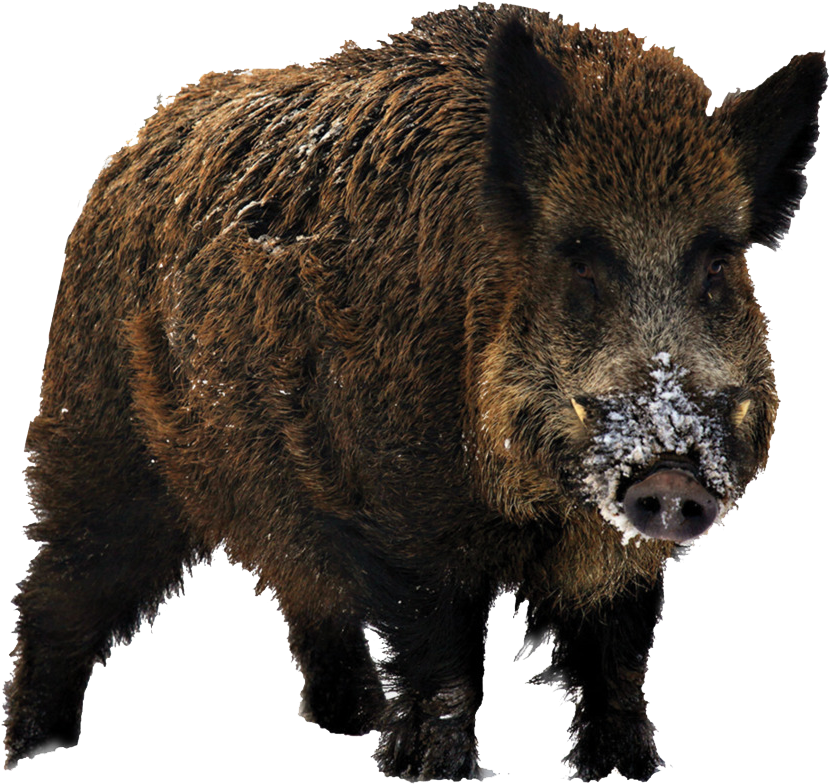 Wild Boar Hd (900x900), Png Download