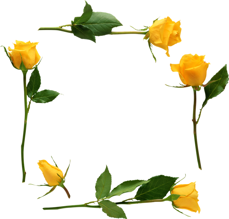 Para Adornar Marcos Photoscape Photoshop Y Gimp Flores - Yellow Rose Oval Ornament (800x765), Png Download
