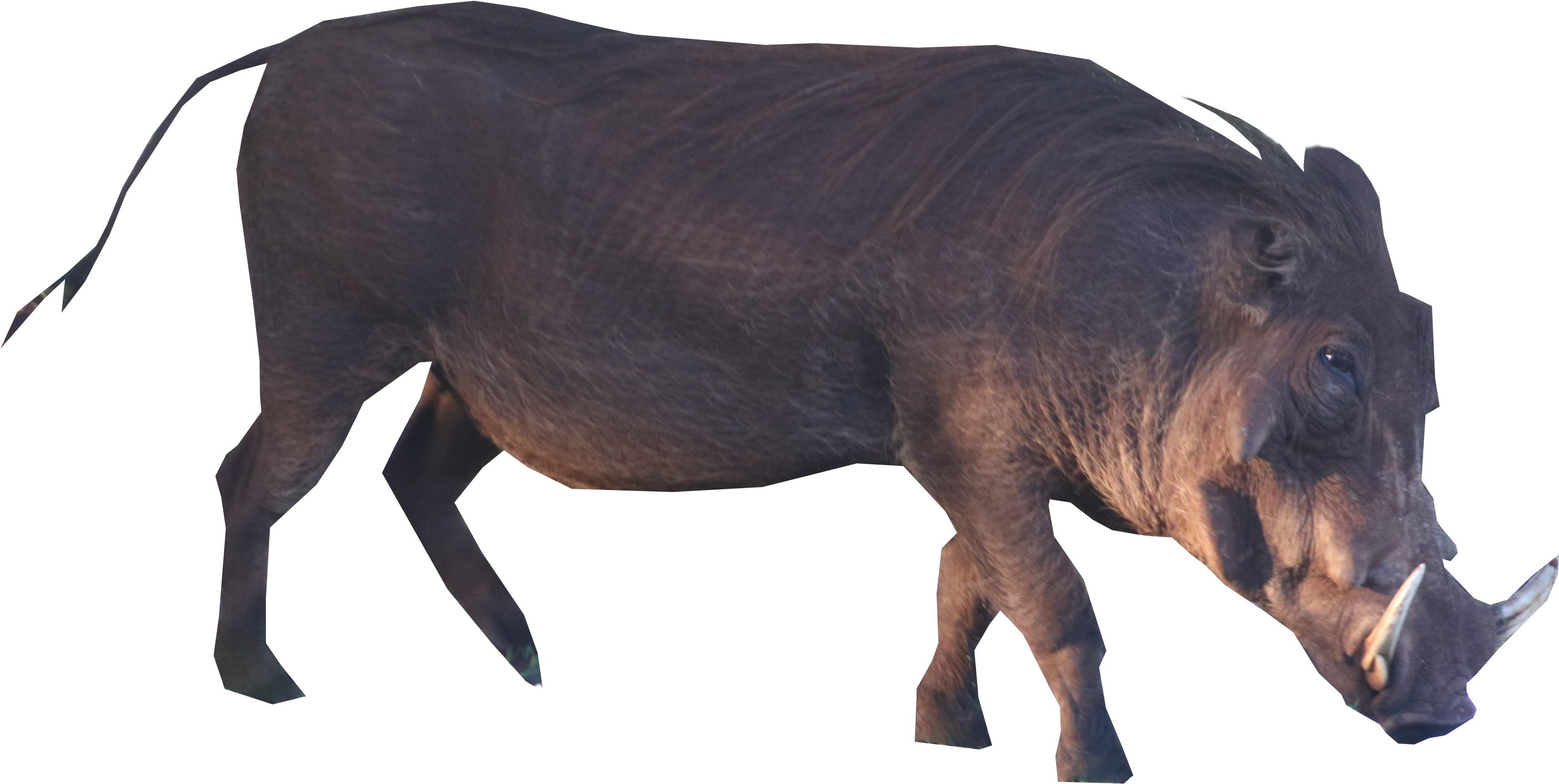 Brown Boar Standing Png Image (5472x3648), Png Download
