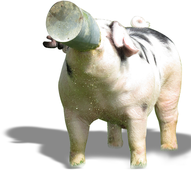 Boar - Drawing (824x760), Png Download