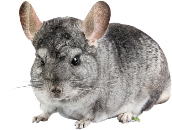 We Care For Pets We Care For Pets - Pet (549x415), Png Download