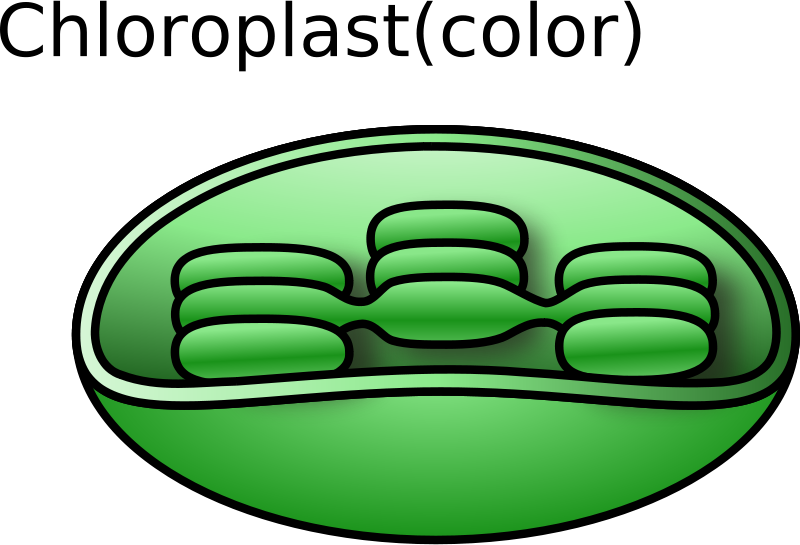 Chloroplast Png (800x545), Png Download