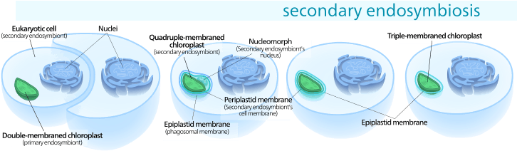 Secondary Endosymbiosis Consisted Of A Eukaryotic Alga - Secondary Endosymbiosis Apicoplast (740x230), Png Download