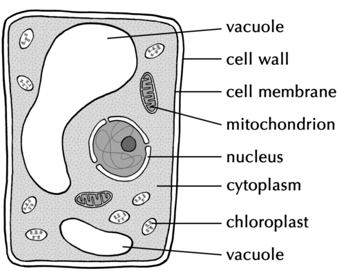 Central Vacuole Black And White (500x404), Png Download