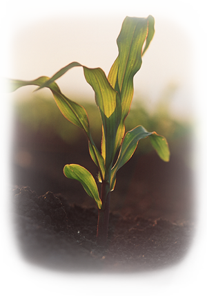 Young Corn Plant - Twig (300x428), Png Download