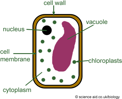 Vacuoles - Simple Plant Cell Diagram (425x350), Png Download